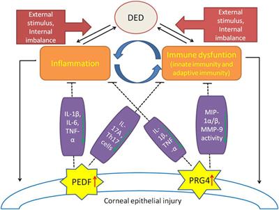 Recent Developments About the Pathogenesis of Dry Eye Disease: Based on Immune Inflammatory Mechanisms